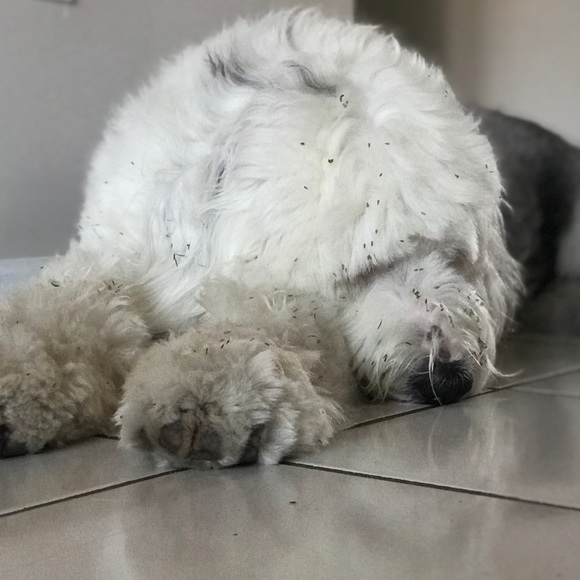 Meet your Posher, R - Picture 1 of 1